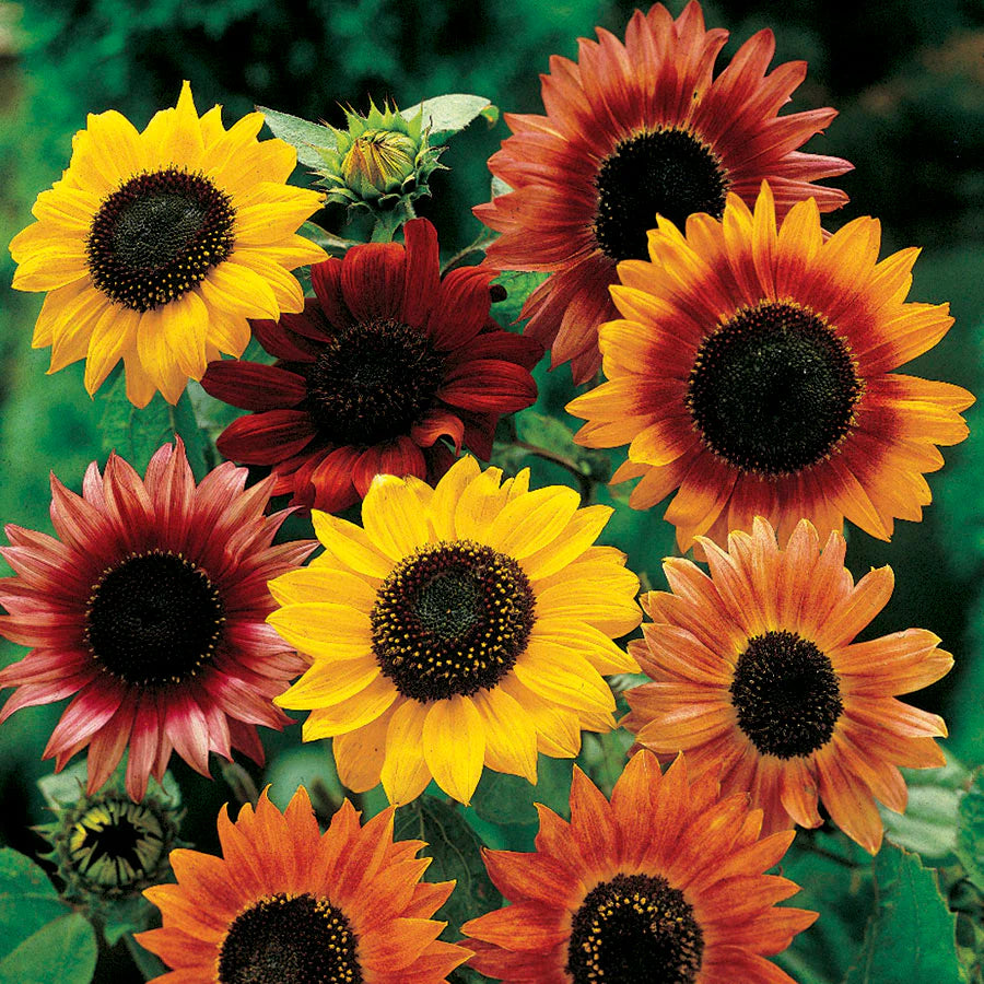 Sunflower Bonsai Flower seeds for Planting Compact Growth Heirloom & GMO Free Seeds for Home Garden
