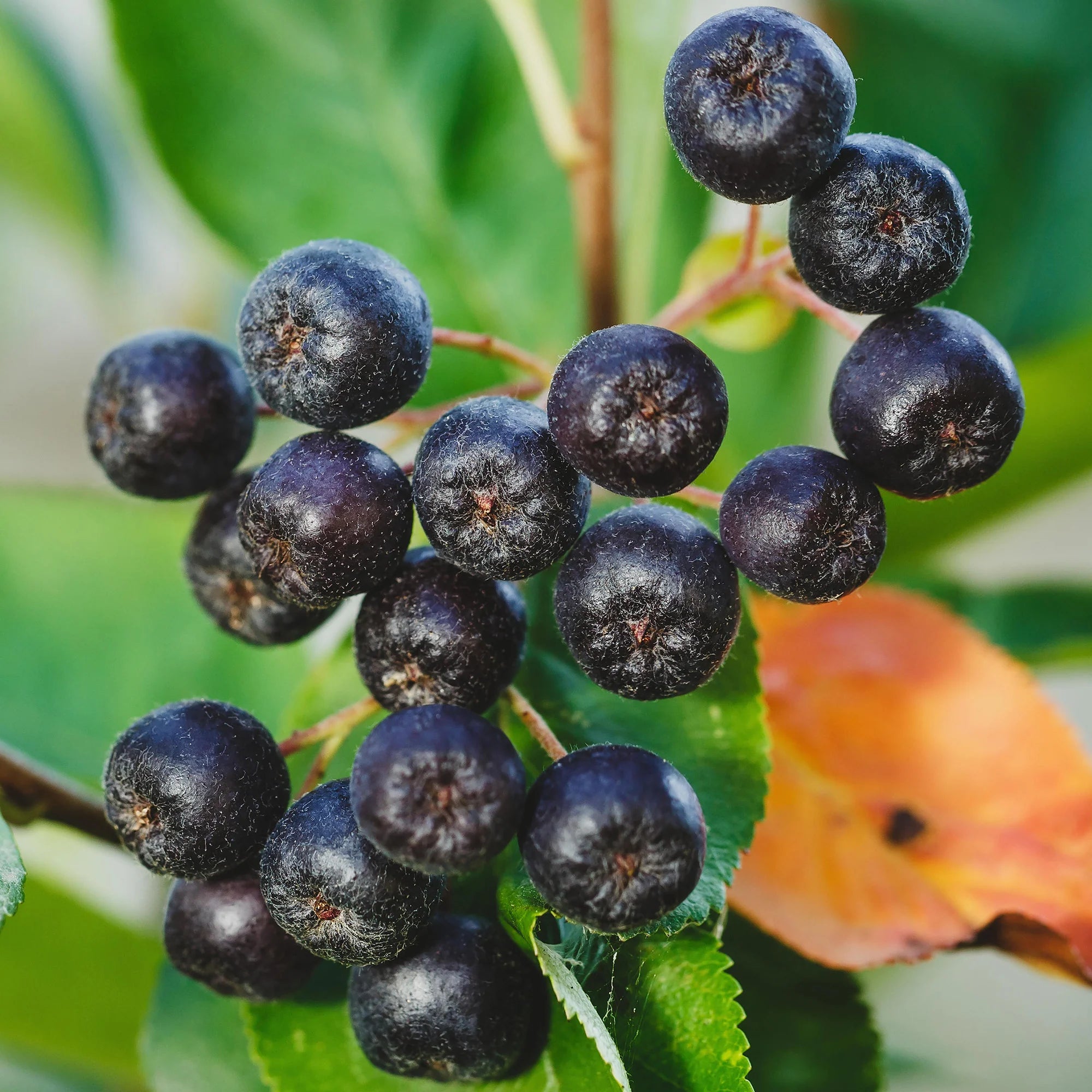 Aronia Berry Seeds - Aronia melanocarpa (Black Chokeberry)