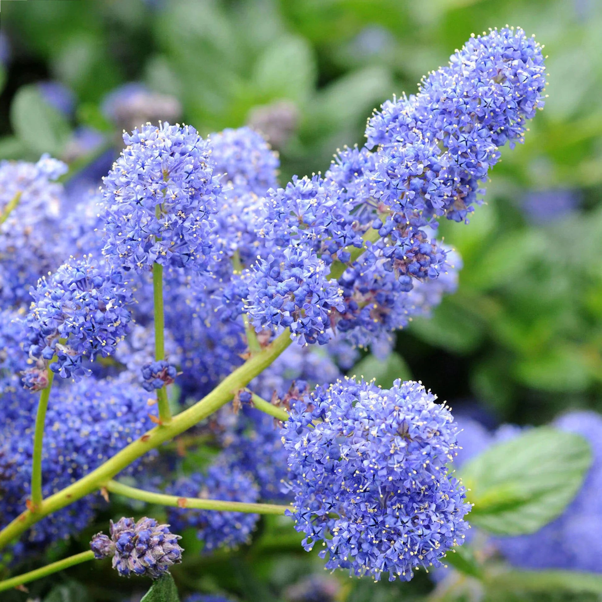 Integerrimus Flower seeds for Planting - Fragrant Blossoms, Heirloom & GMO Free Seeds for Home Garden