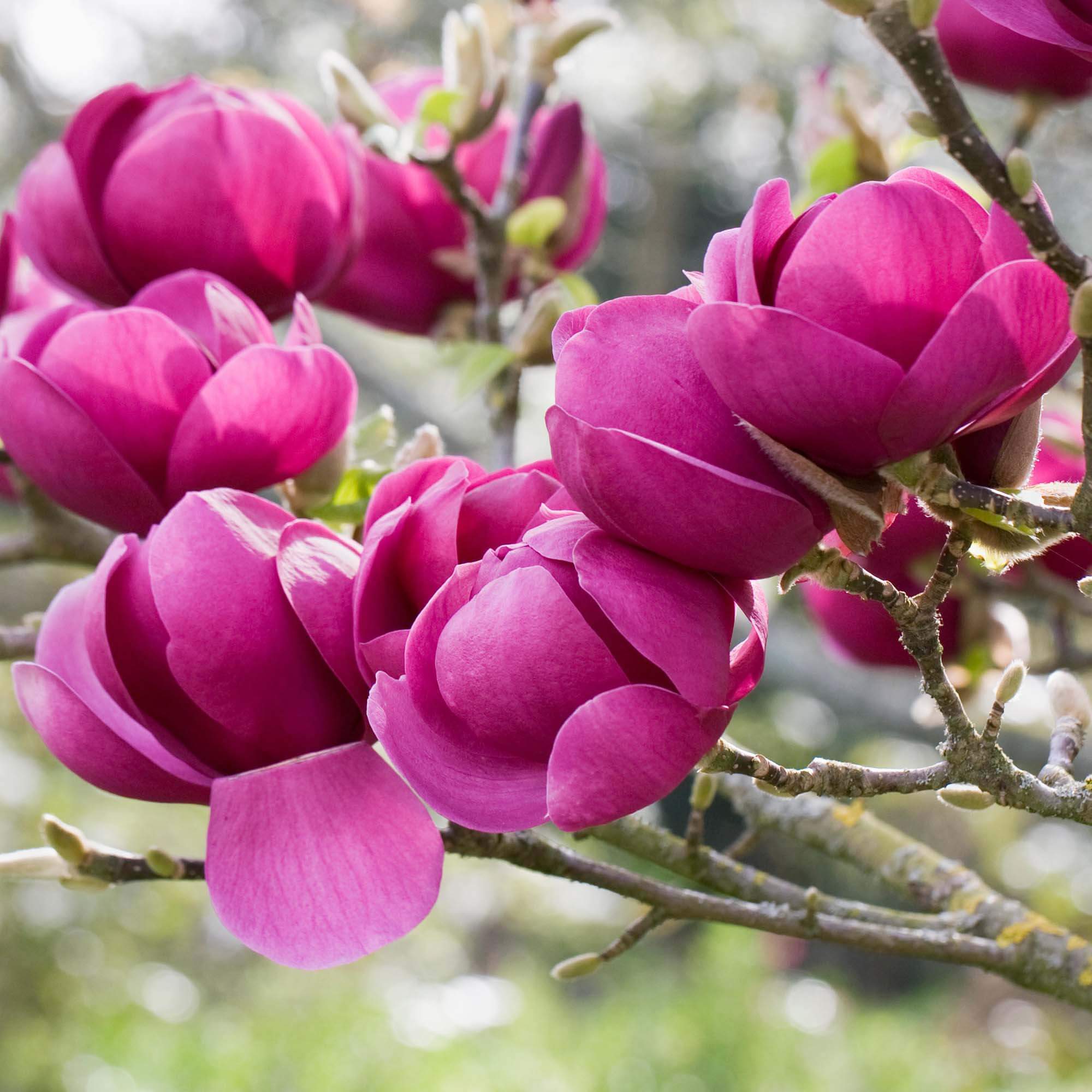 Tulip Tree Flower seeds for Planting - Premium Quality, Heirloom & GMO Free Seeds for Home Garden