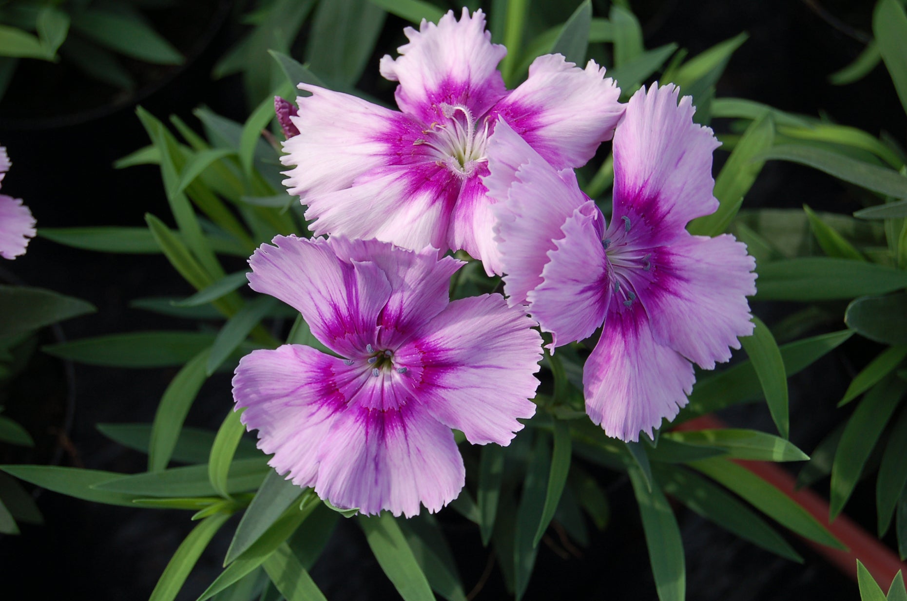 Dianthus Lavender Flower seeds for Planting - Cut Flower Favorite, Heirloom & GMO Free Seeds for Home Garden