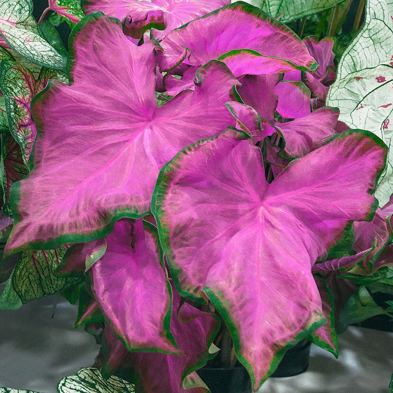 Pink Thailand Caladium Flower Seeds for Planting Compact Growth Heirloom & GMO Free Seeds for Home Garden
 
 Sale