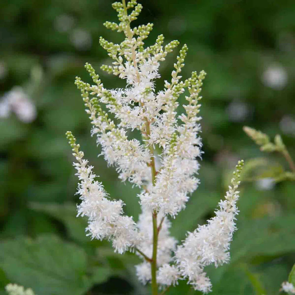 White Astilbe Flower Seeds for Planting - Perfect for Lush Garden Heirloom Non-GMO Seeds