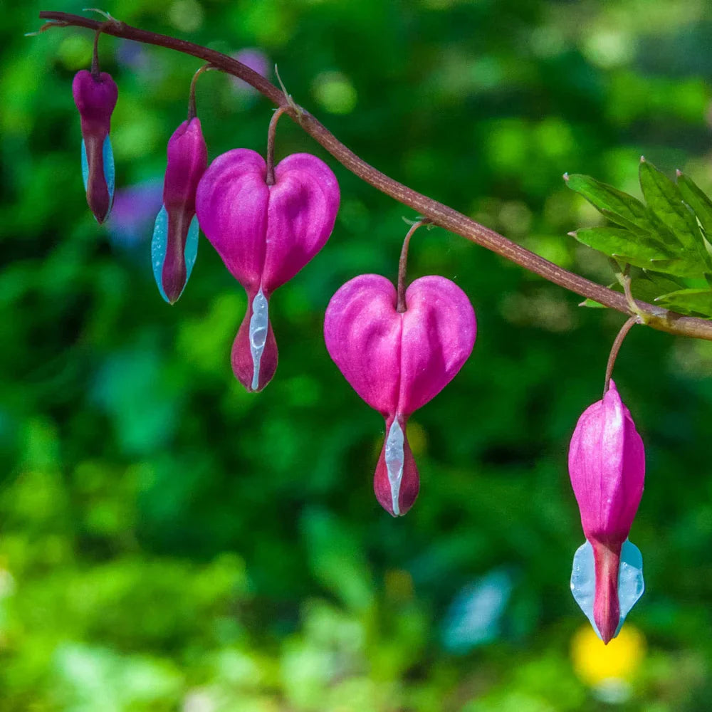 Mixed Color Heart Flower Seeds blooming in flower beds, containers, borders, and pollinator-friendly gardens