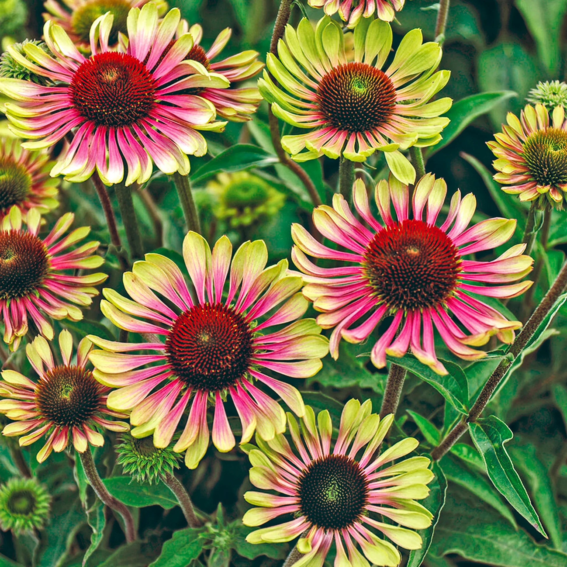 Green ConeFlower seeds for Planting - Perfect for Borders, Heirloom & GMO Free Seeds for Home Garden Sale