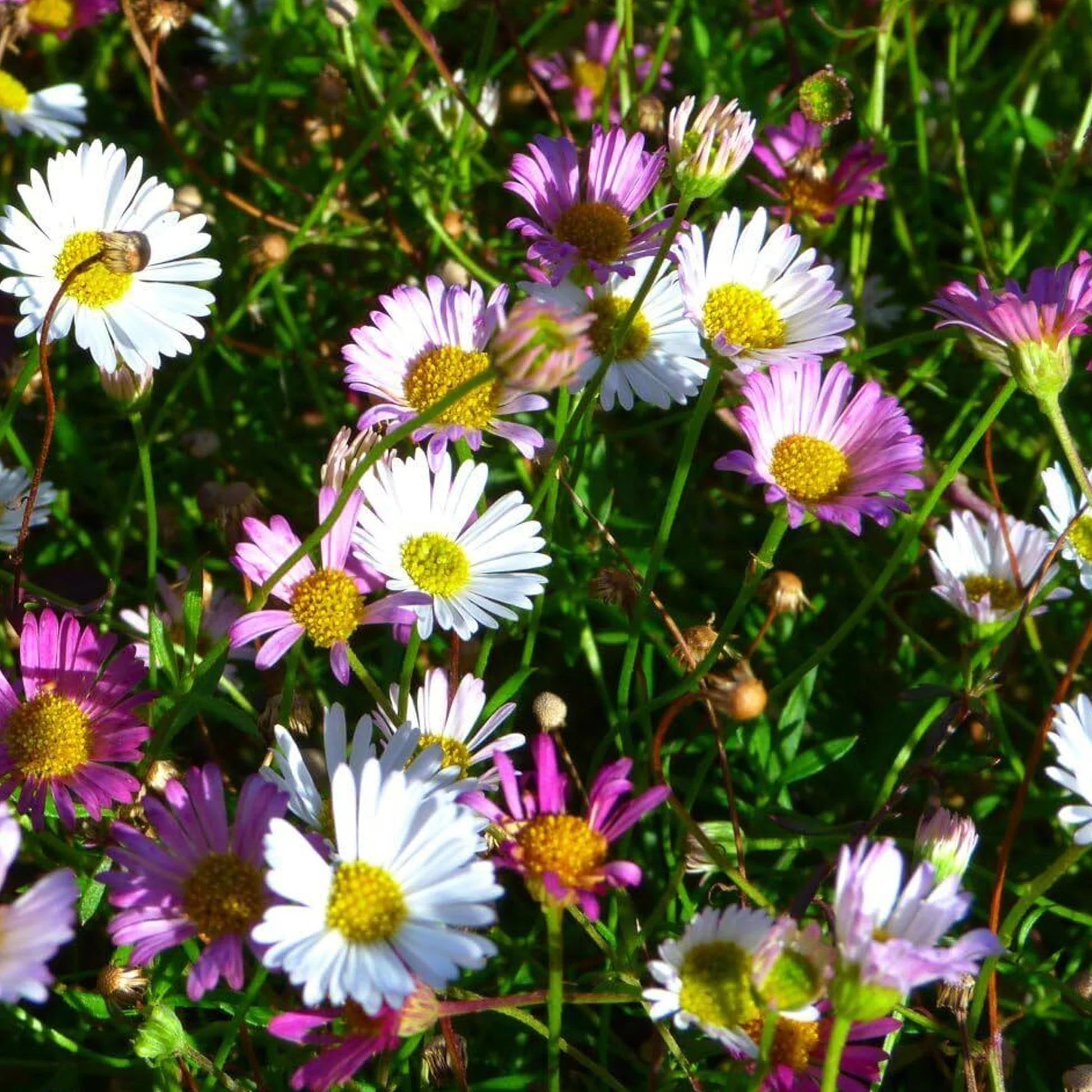 Mixed Karvinskianus Profusion Flower seeds for Planting - Perfect for Borders, Heirloom & GMO Free Seeds for Home Garden