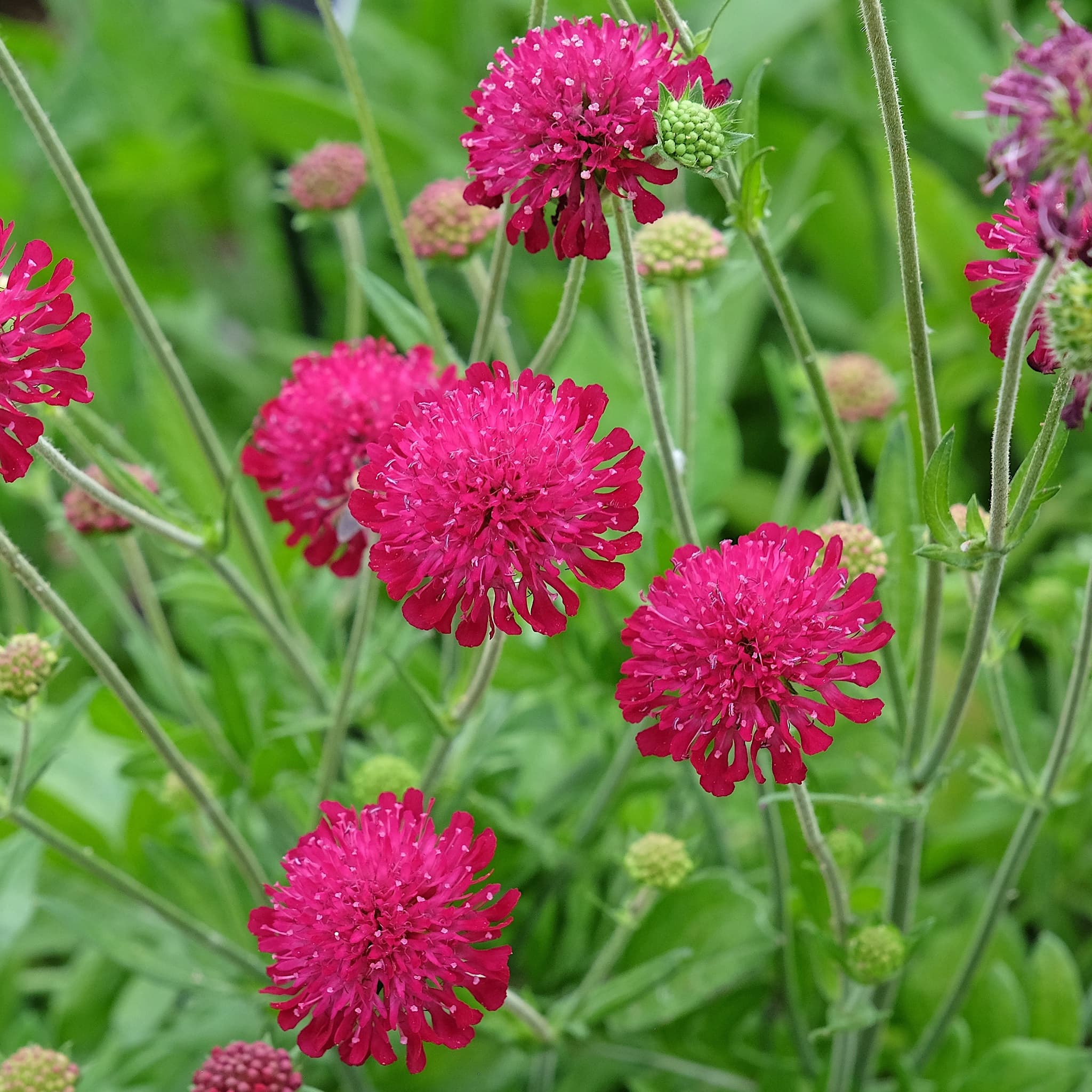 Macedonica Flower seeds for Planting Shade Tolerant Heirloom & GMO Free Seeds for Home Garden