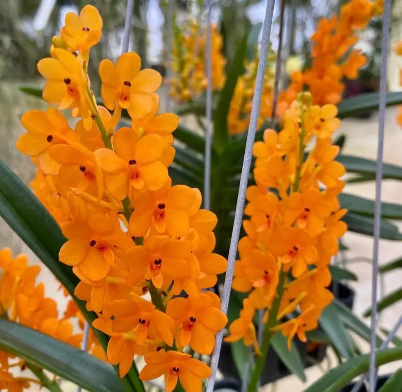 Orange Paphiopedilum Flower seeds for Planting - Low Maintenance, Heirloom & GMO Free Seeds for Home Garden