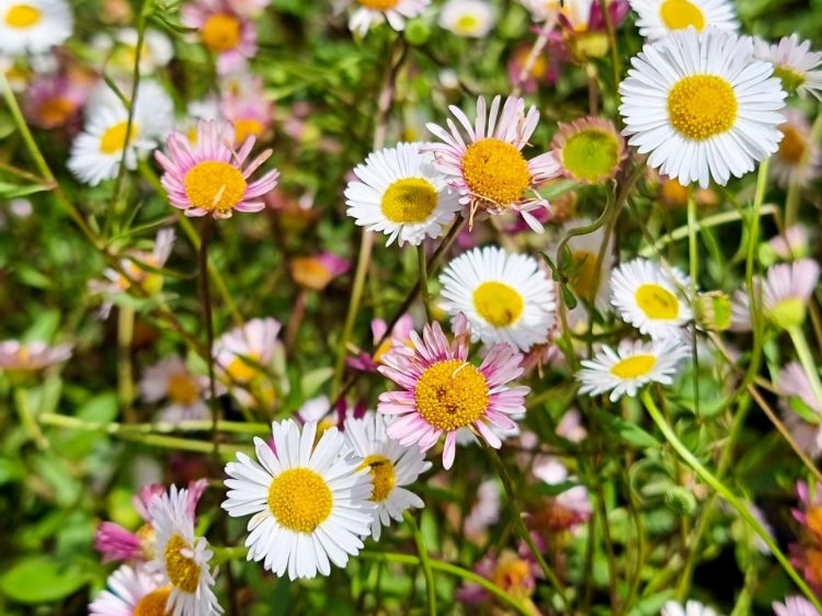Erigeron Karvinskianus Flower seeds for Planting - Fragrant Blossoms, Heirloom & GMO Free Seeds for Home Garden