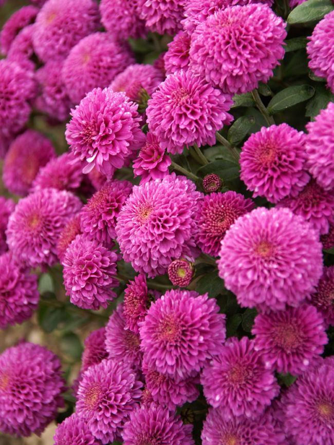 Deep Pink Chrysanthemum Flower seeds for Planting - Pollinator Friendly, Heirloom & GMO Free Seeds for Home Garden