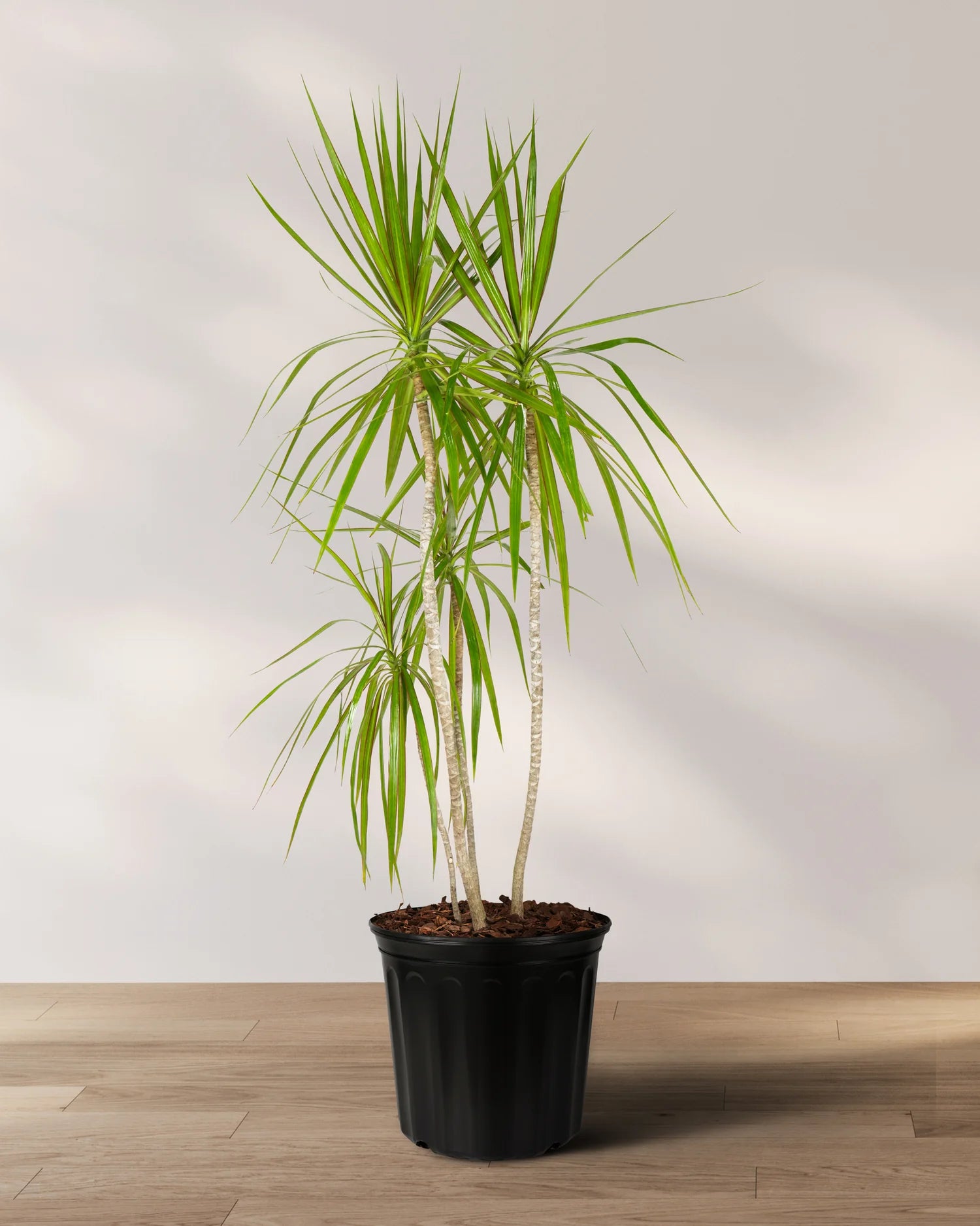 Green Dracaena Palm Flower seeds for Planting - Bright Blooms, Heirloom & GMO Free Seeds for Home Garden
