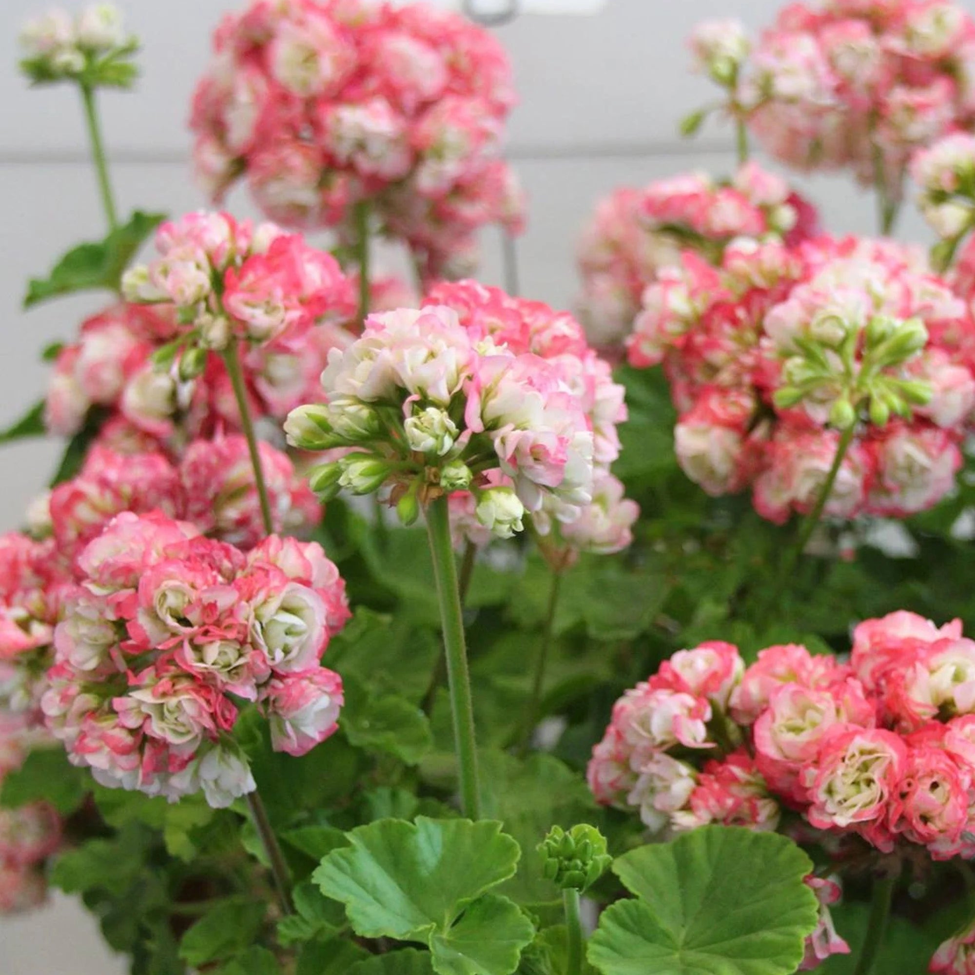 Dark Pink Geranium Apple Blossom Flower Seeds for Planting