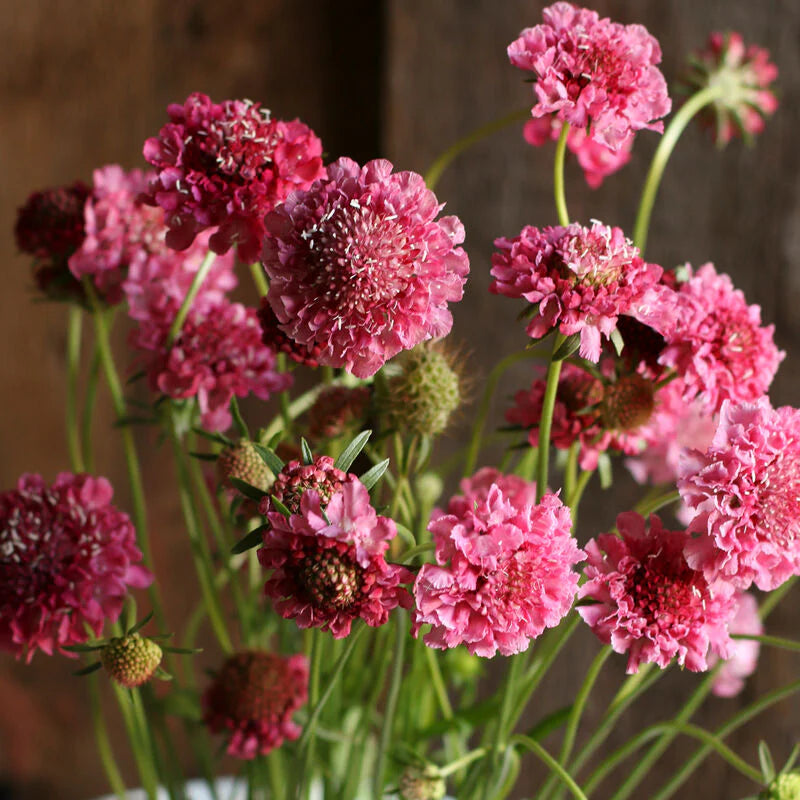 Pink Scabiosa Flower seeds for Planting - Fragrant Blossoms, Heirloom & GMO Free Seeds for Home Garden