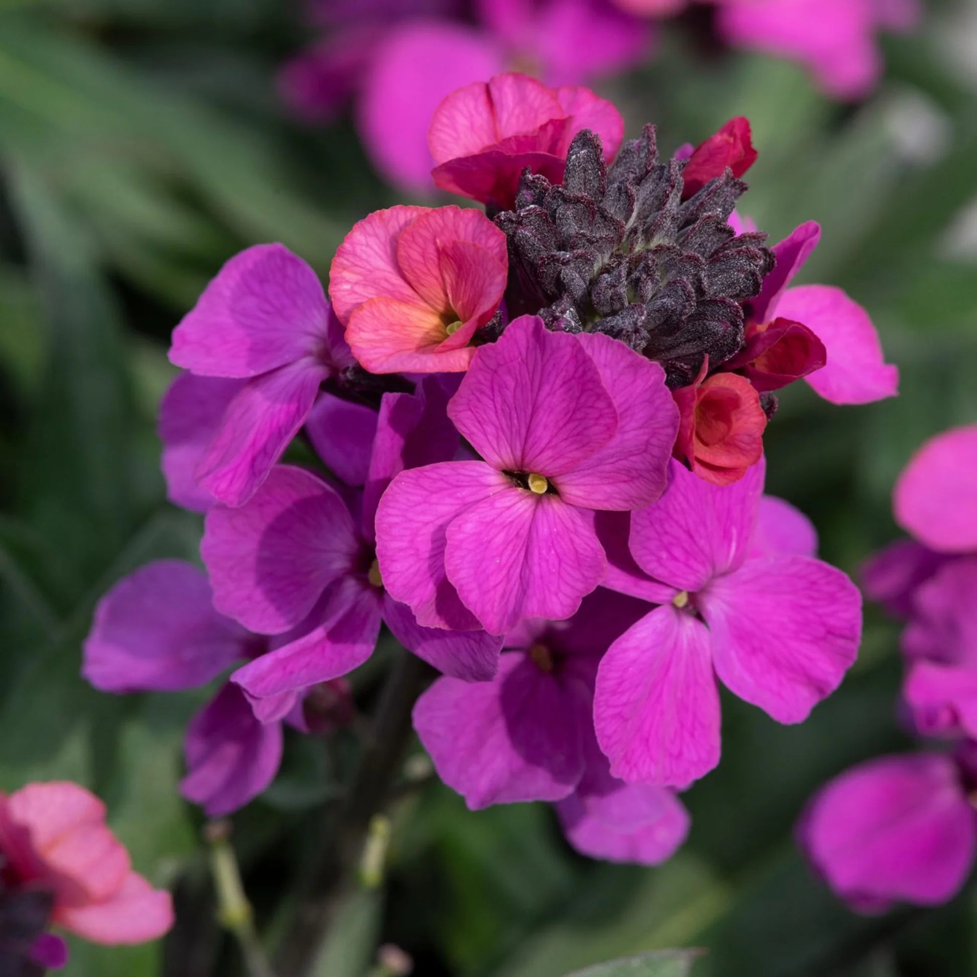 Purple Pink Linifolium Flower seeds for Planting - Perfect for Borders, Heirloom & GMO Free Seeds for Home Garden