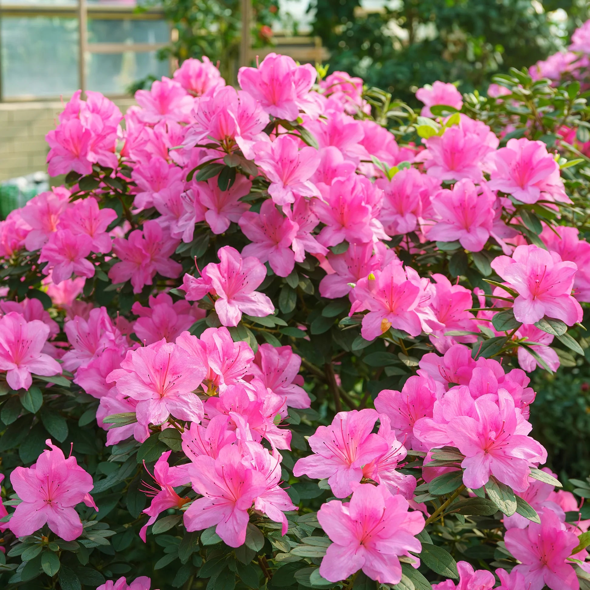 Azalea Flower seeds for Planting - Easy to Grow, Heirloom & GMO Free Seeds for Home Garden