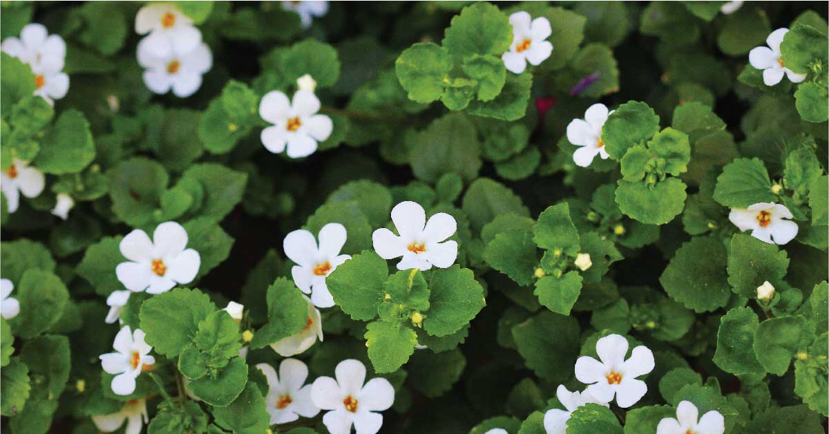 Bacopa Colgantes Flower seeds for Planting - Vibrant Colors, Heirloom & GMO Free Seeds for Home Garden