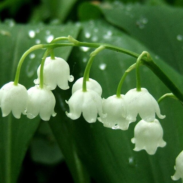 White Bell Orchid Seeds for Planting