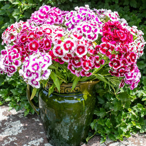 Mixed Barbatus Flower seeds for Planting - Wildflower Mix, Heirloom & GMO Free Seeds for Home Garden