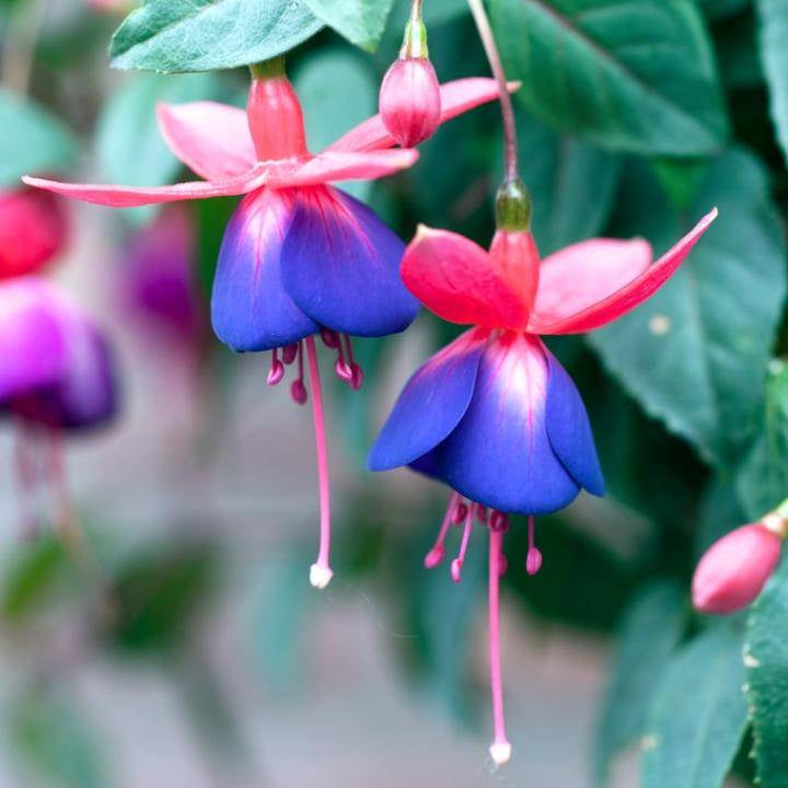 Light Blue Pink Fuchsia Flower Seeds for Planting Pollinator Friendly Heirloom & GMO Free Seeds for Home Garden
 
 Sale