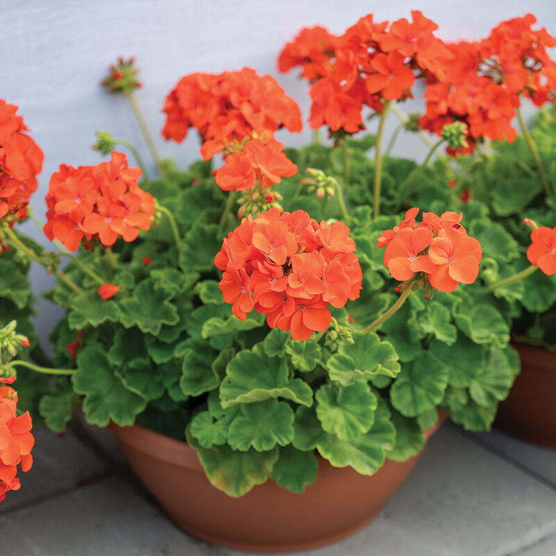 Light Orange Geranium Flower Seeds for Planting Cut Flower Favorite Heirloom & GMO Free Seeds for Home Garden
 
 Sale