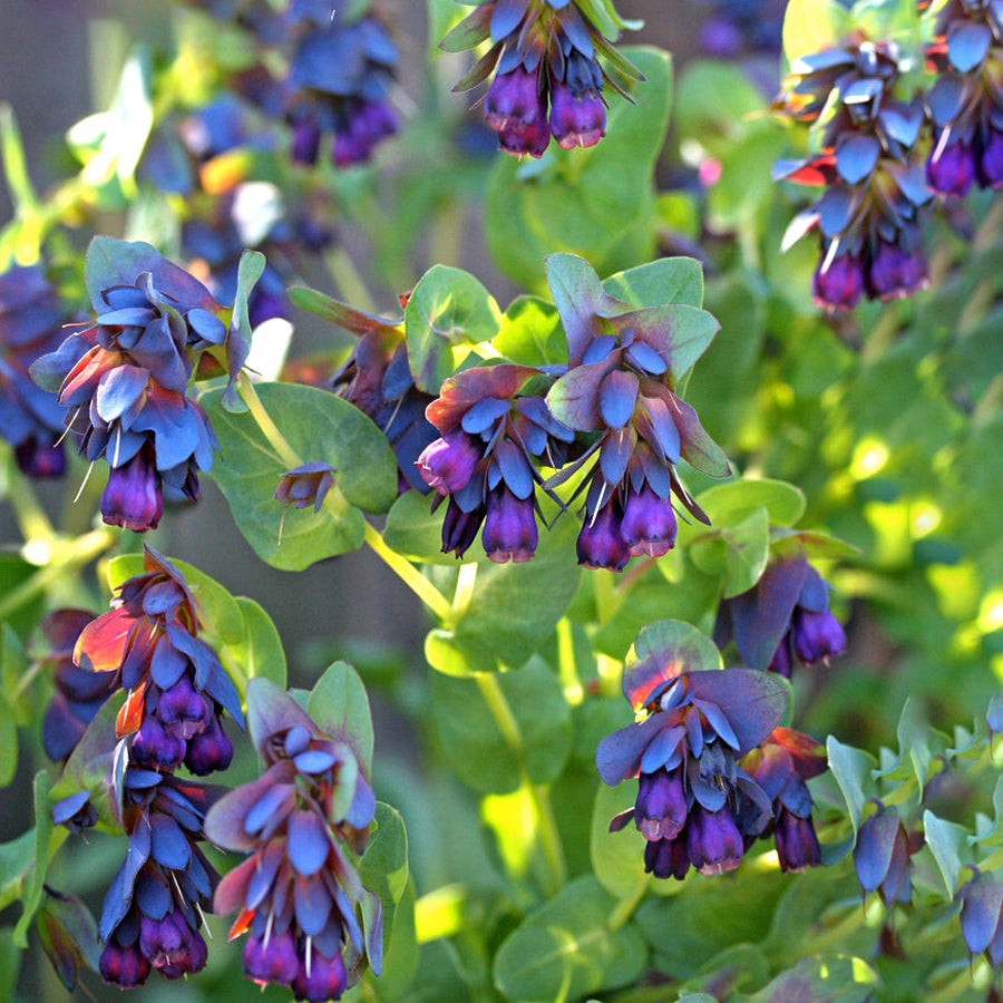 Blue Cerinthe Flower Seeds for Planting – Heirloom, Non-GMO, Compact Growth Garden Seeds