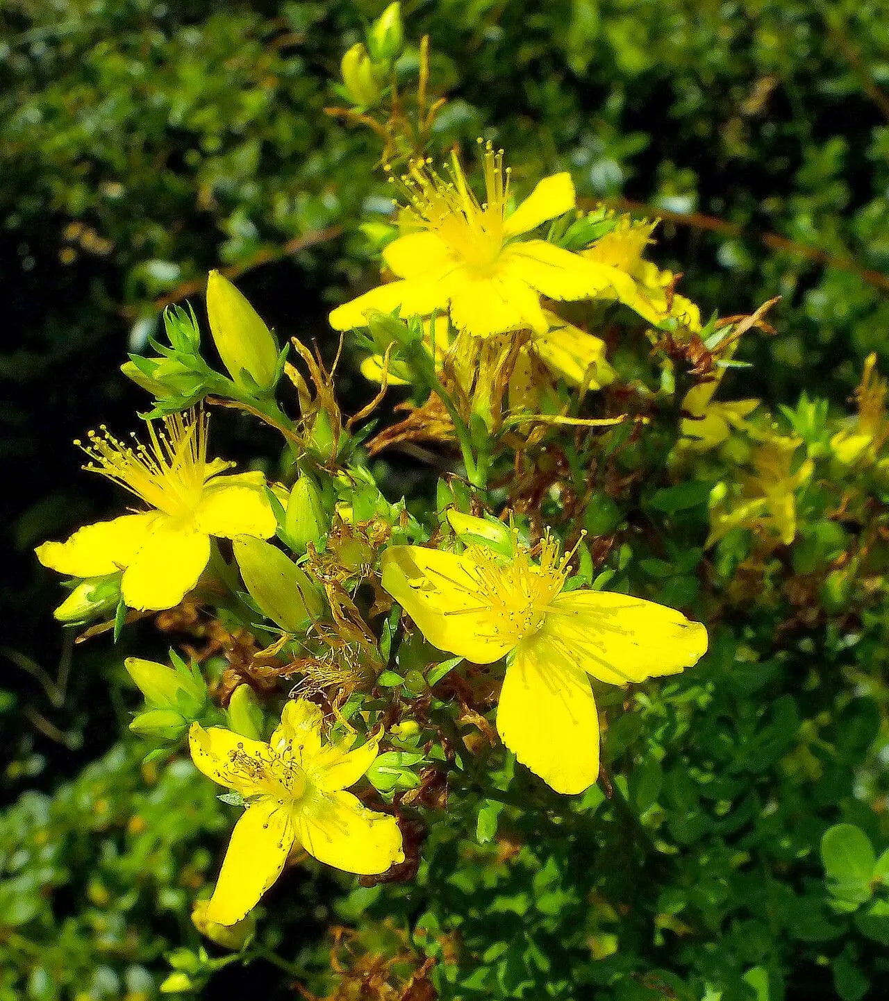 Yellow Flower Pot Flower seeds for Planting - Cut Flower Favorite, Heirloom & GMO Free Seeds for Home Garden