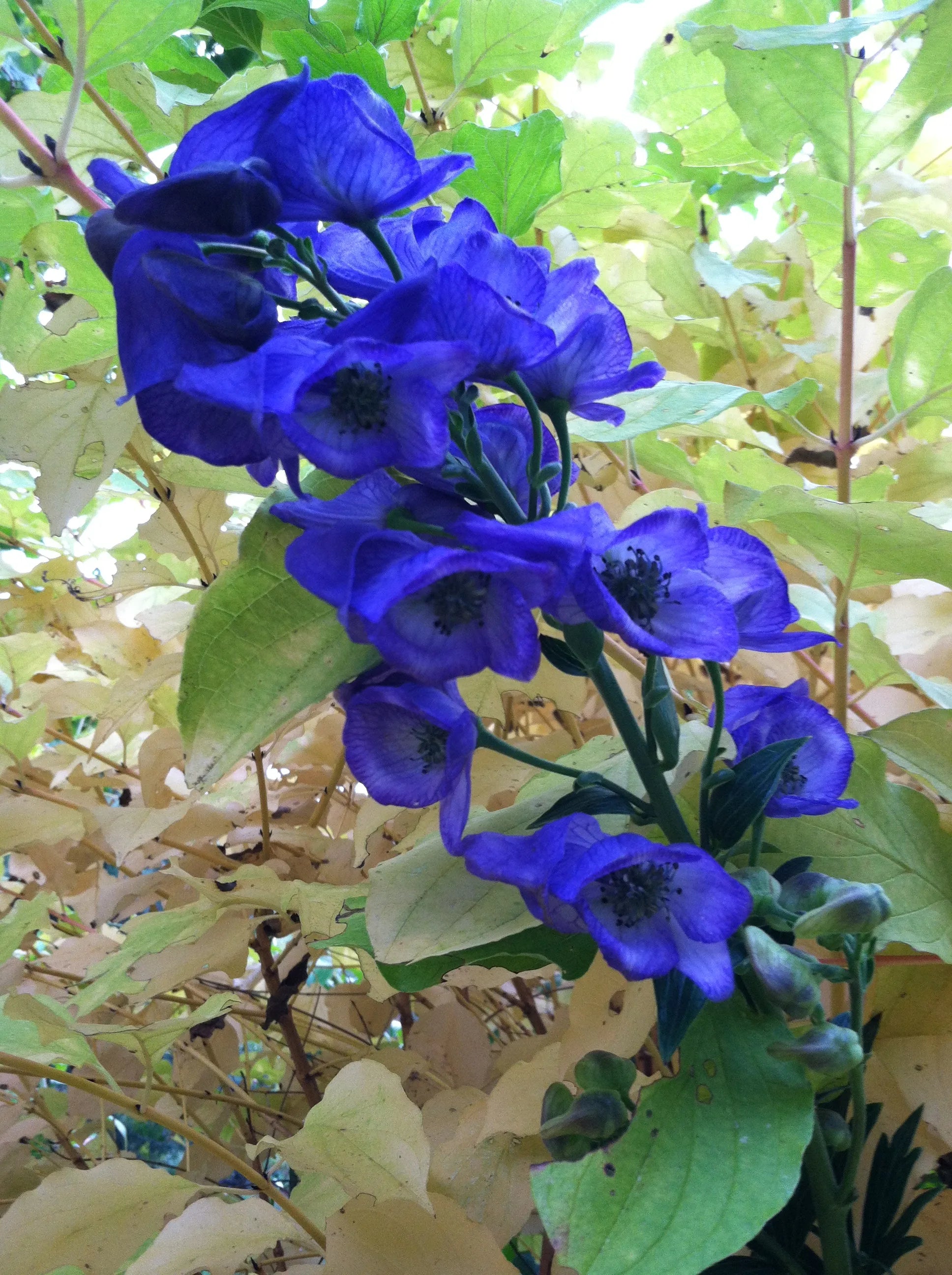 Monkshood Blue Flower Seeds for Planting - Stunning Perennial Blooms - Evergrowseeds