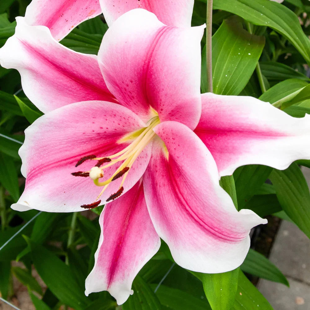 Pink White Nolilis Flower seeds for Planting - Cut Flower Favorite, Heirloom & GMO Free Seeds for Home Garden