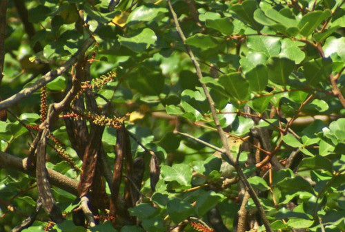 Algarrobo Tree Seeds for Flourishing Gardens