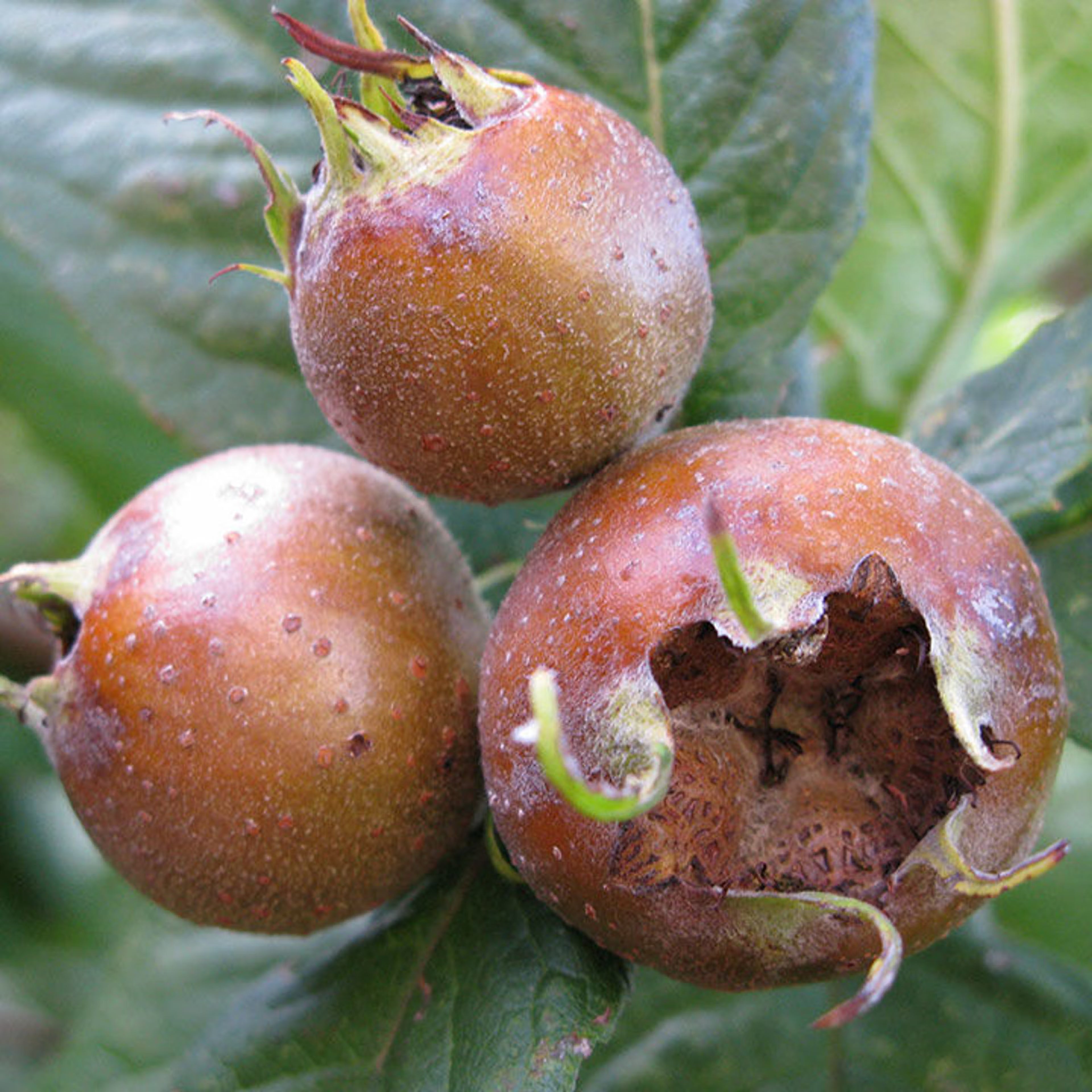 Brown Medlar Fruit Seeds for Planting Guide