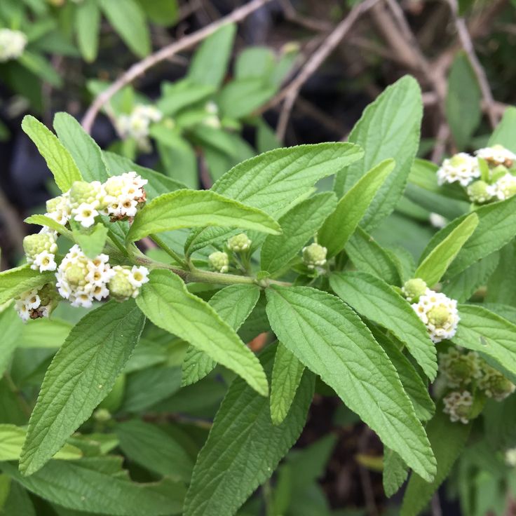 Green Lippia Javanica Flower seeds for Planting - Bright Blooms, Heirloom & GMO Free Seeds for Home Garden