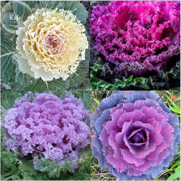 Mixed Color Brassica Oleracea Flower Seeds for Planting Drought Tolerant Heirloom & GMO Free Seeds for Home Garden
 
 Sale