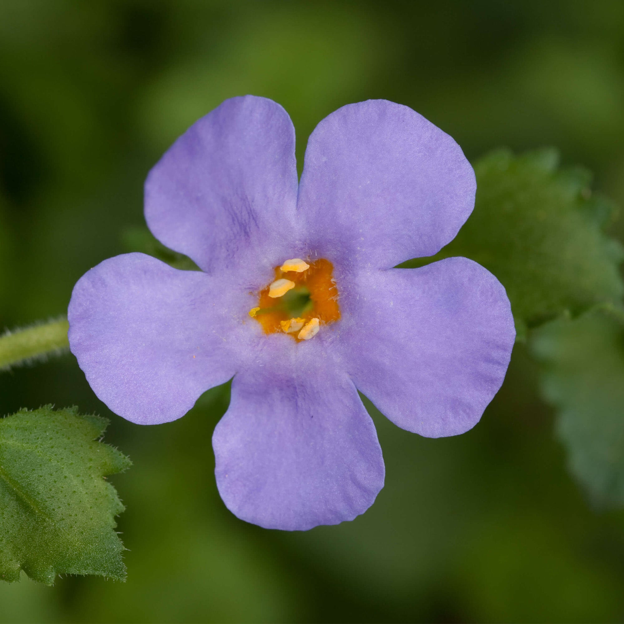 Gulliver Flower seeds for Planting - Drought Tolerant, Heirloom & GMO Free Seeds for Home Garden