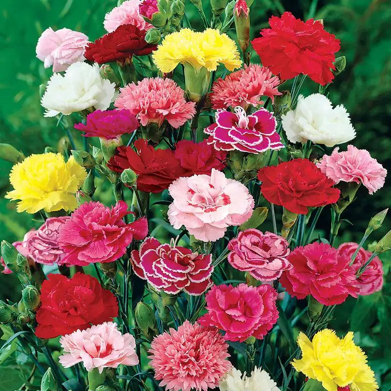 Deep Red Carnation Flower seeds for Planting - Premium Quality, Heirloom & GMO Free Seeds for Home Garden