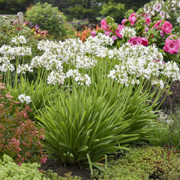 Agapanthus Flower seeds for Planting - Pollinator Friendly, Heirloom & GMO Free Seeds for Home Garden