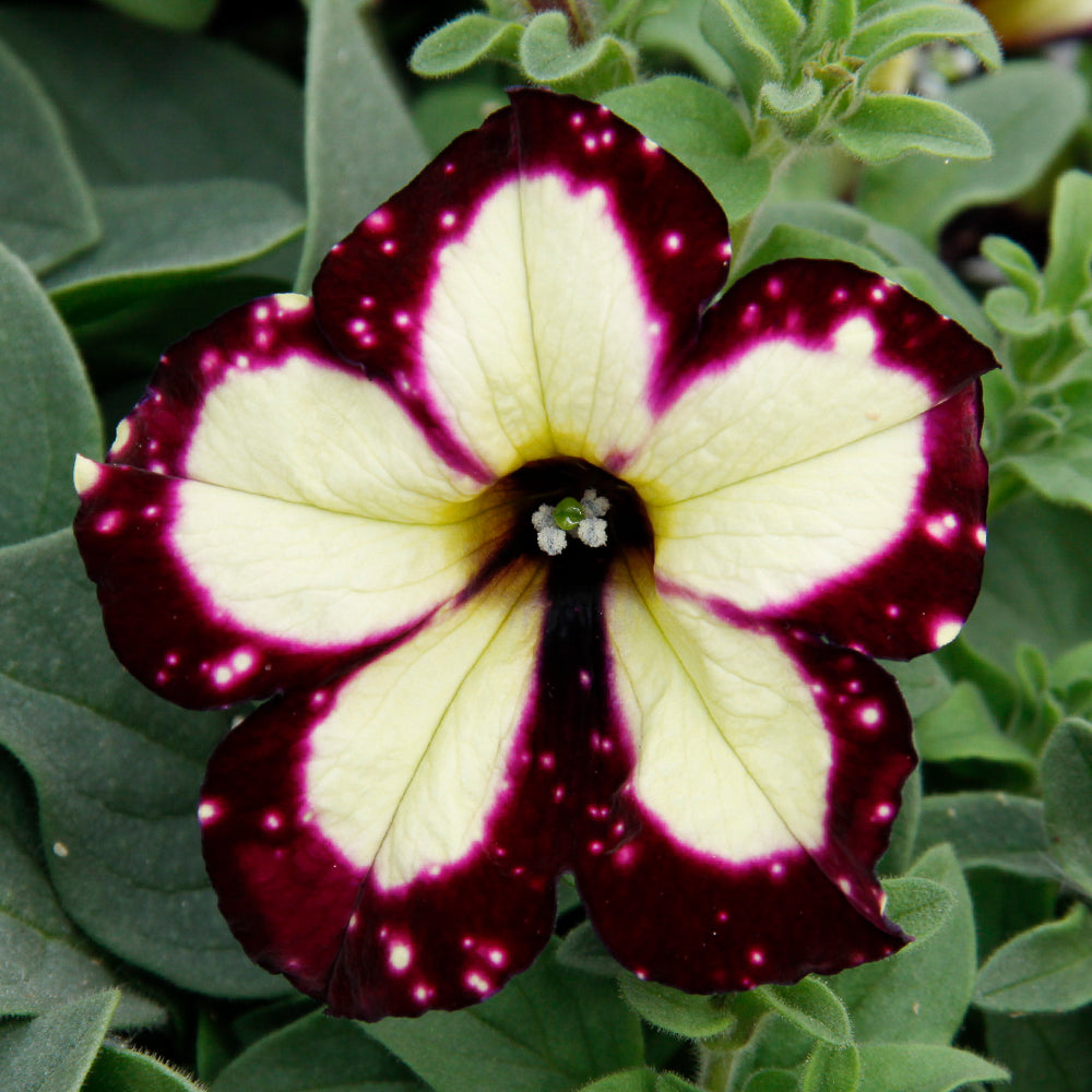 White & Maroon Petunia Flower seeds for Planting - Easy to Grow, Heirloom & GMO Free Seeds for Home Garden