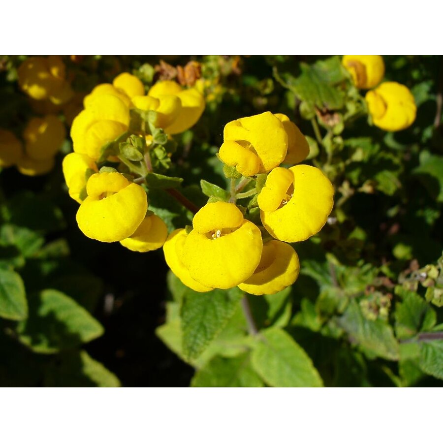 Calceolaria Flower seeds for Planting - Perfect for Borders, Heirloom & GMO Free Seeds for Home Garden