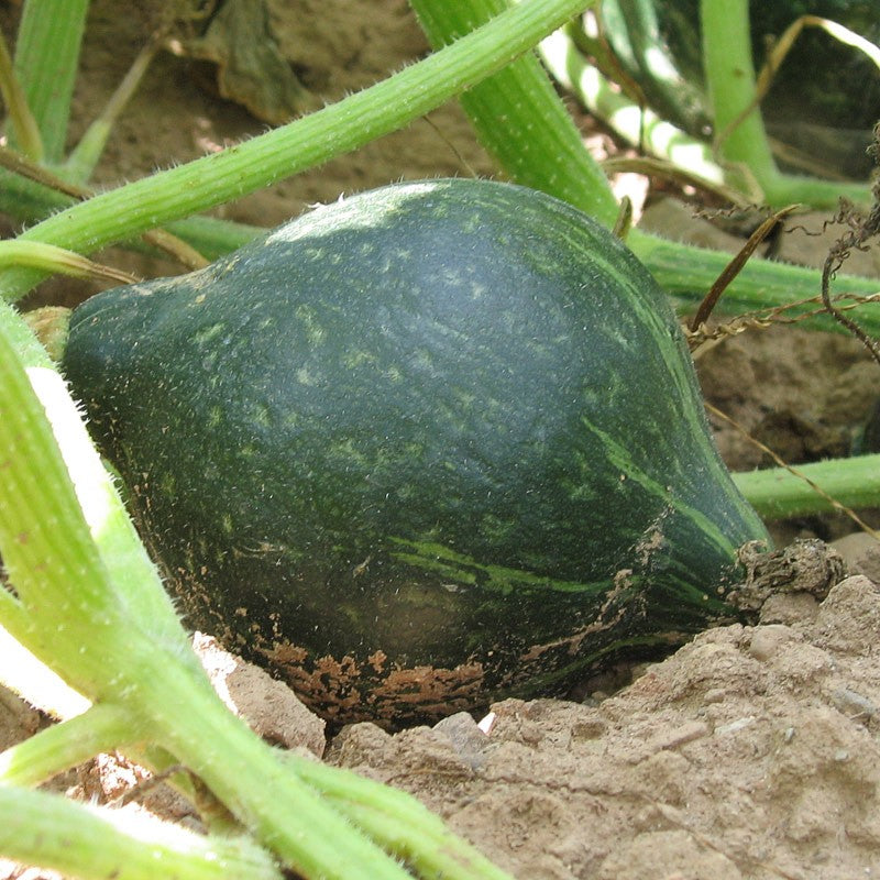 Green Hubbard Vegetable Seeds for Planting