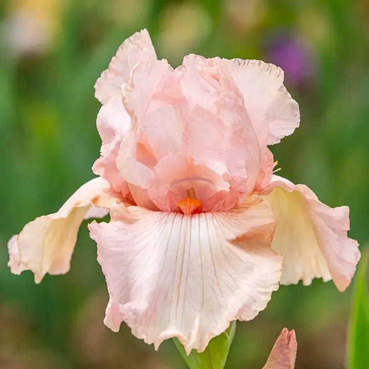 Pink White Germanica Flower seeds for Planting - Bright Blooms, Heirloom & GMO Free Seeds for Home Garden