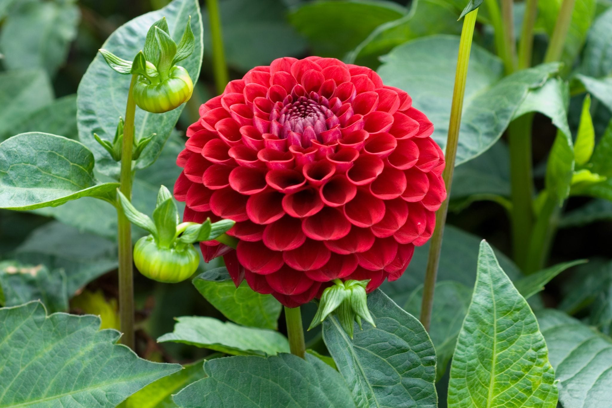 Deep Red Dahlia Flower seeds for Planting - Shade Tolerant, Heirloom & GMO Free Seeds for Home Garden