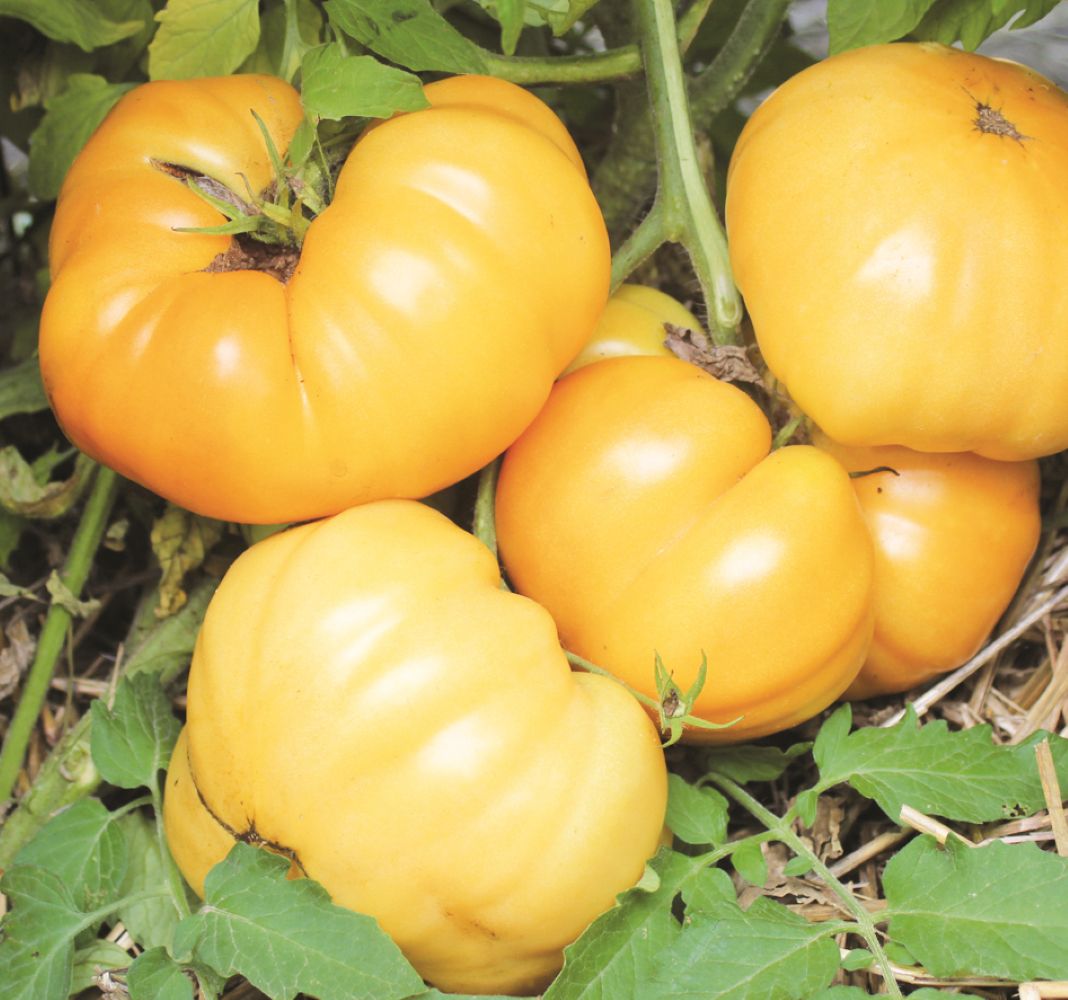 Big Yellow Tomato Seeds for Home Planting