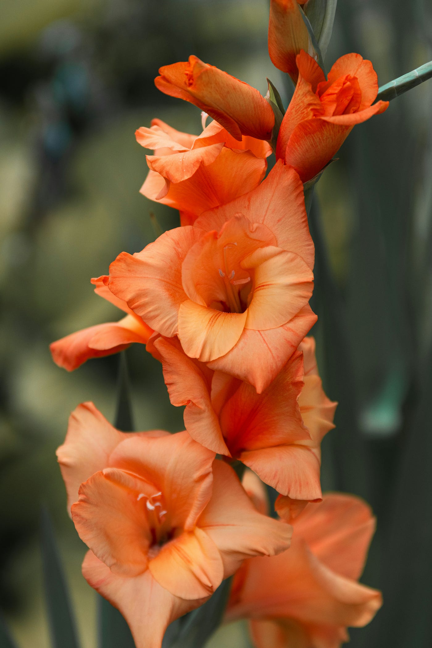 Pink Gladiolus Hybridus Flower seeds for Planting - Hardy Variety, Heirloom & GMO Free Seeds for Home Garden