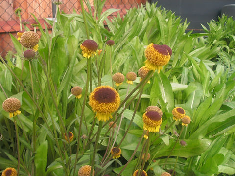 Helenium Herbst Lutscher Seeds for Vibrant Yellow Blooms
