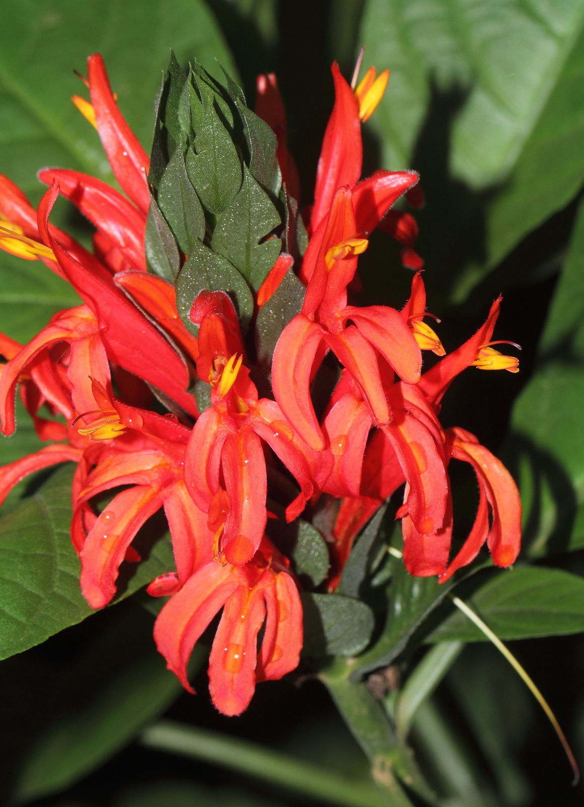 Red Pachystachys Flower seeds for Planting - Perfect for Borders, Heirloom & GMO Free Seeds for Home Garden