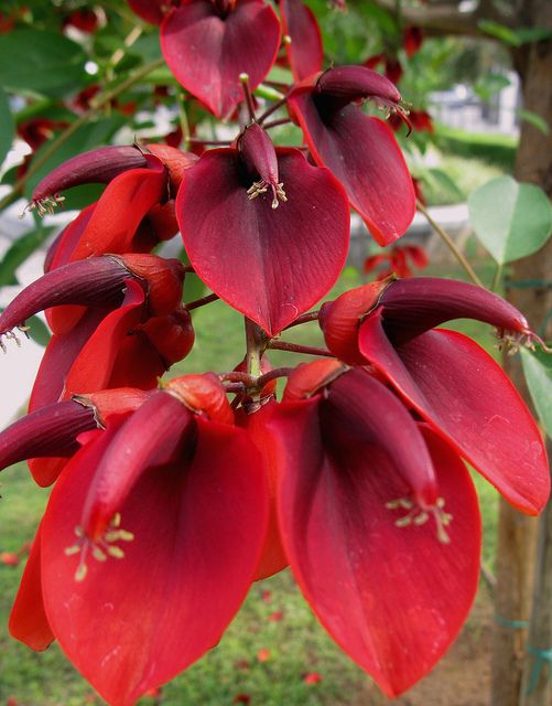 Erythrina Crista Galli Flower Seeds in Orange - Flower seeds for Planting - Easy to Grow, Heirloom & GMO Free Seeds for Home Garden
