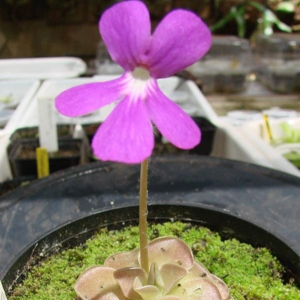 Butterwort Seeds for Planting: Grow Your Own Flower Plants