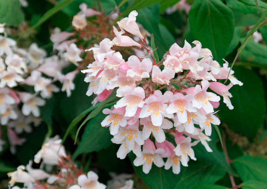Pink Linnaea Amabilis Flower seeds for Planting - Compact Growth, Heirloom & GMO Free Seeds for Home Garden