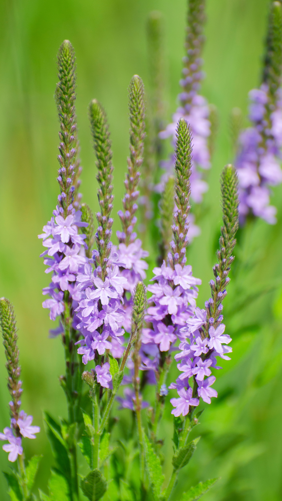 Blue Verbena Hastata Flower seeds for Planting - Colorful Display, Heirloom & GMO Free Seeds for Home Garden