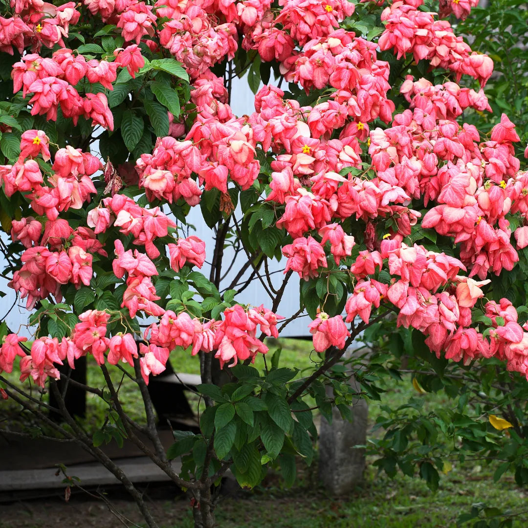 Red Koelreuteria Flower seeds for Planting - Hardy Variety, Heirloom & GMO Free Seeds for Home Garden