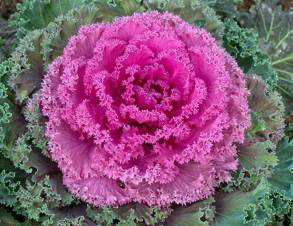 Violet Brassica Oleracea Flower Seeds – Bright Blooms Heirloom & NonGMO Seeds for Home Garden
 
 Sale